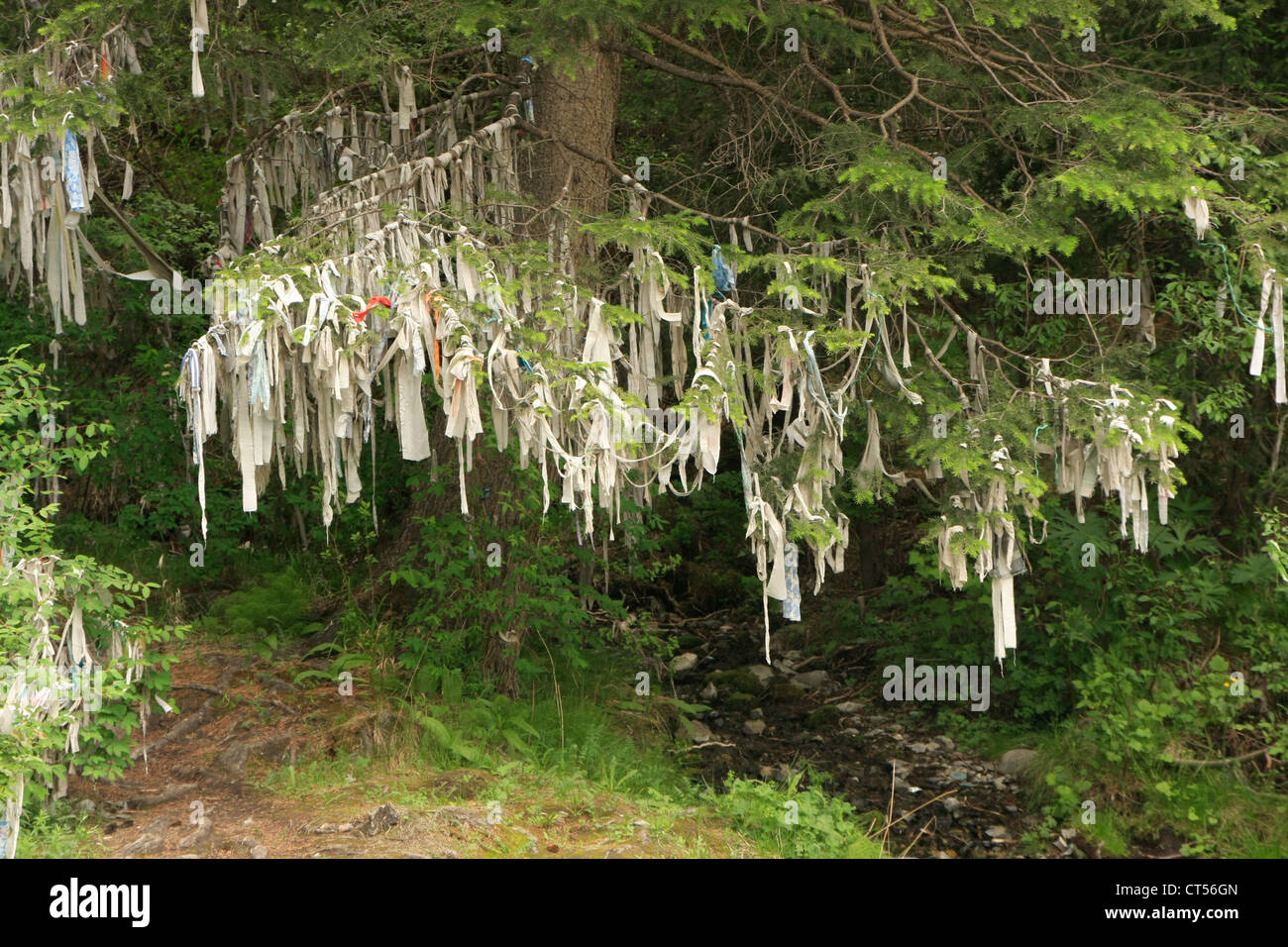 Albero sacro, Altai, Siberia, Russia Foto Stock