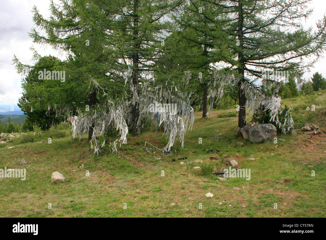 Alberi sacri, Ulagansky pass, Altai, Siberia, Russia Foto Stock