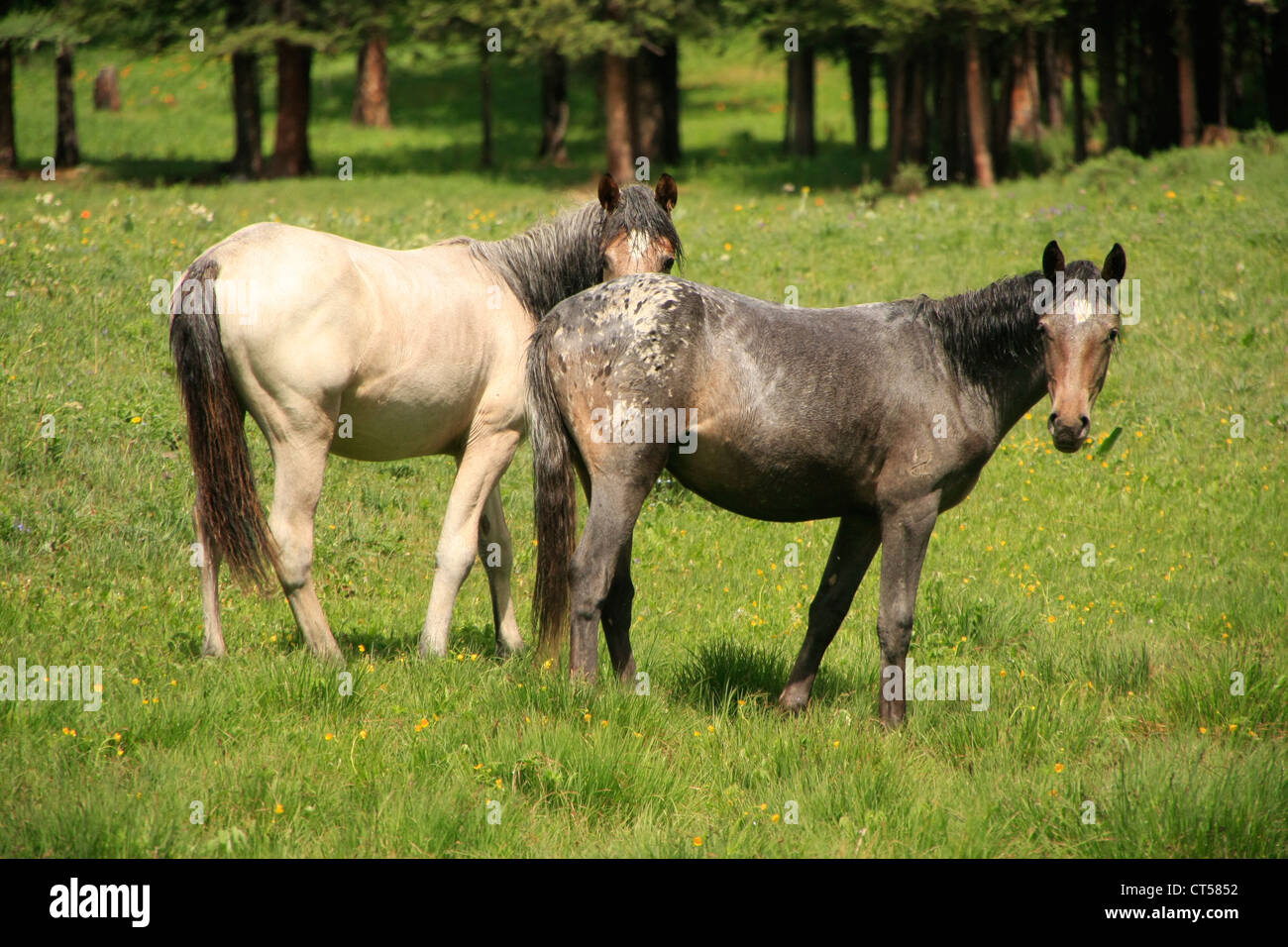 I cavalli in un campo, Altai, Siberia, Russia Foto Stock