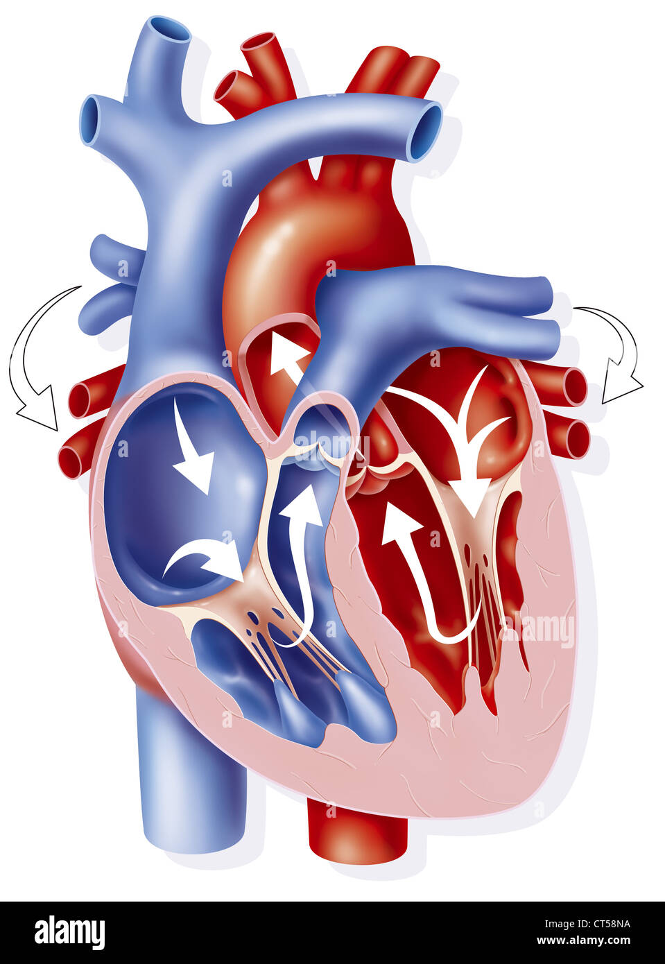 La circolazione del sangue, illustrazione Foto Stock