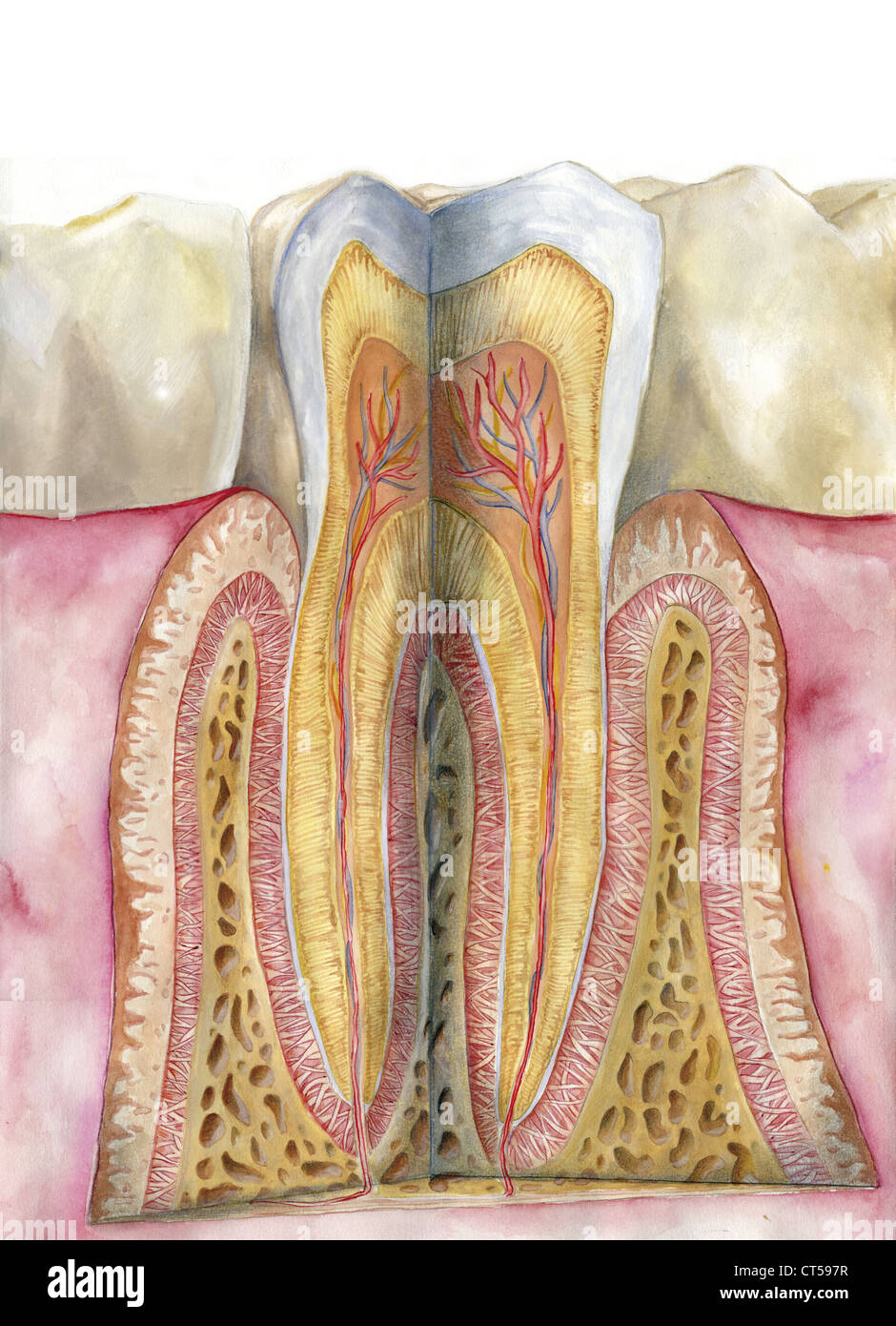 DENTE, DISEGNO Foto Stock