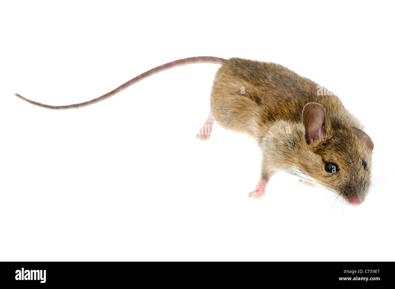 Casa mouse (mus musculus) con una profondità di campo ridotta - studio shot con uno sfondo bianco Foto Stock