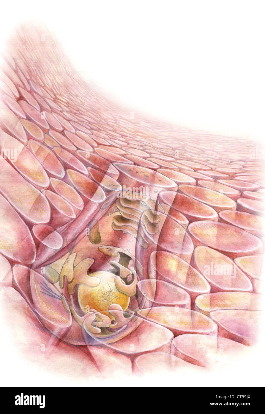 CELLA, DISEGNO Foto Stock