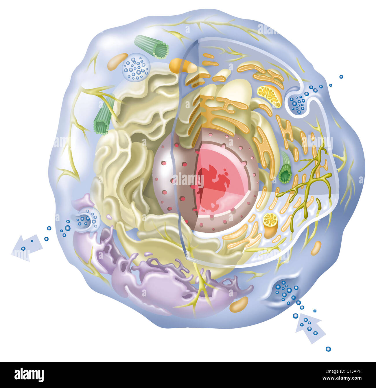 CELLA, DISEGNO Foto Stock