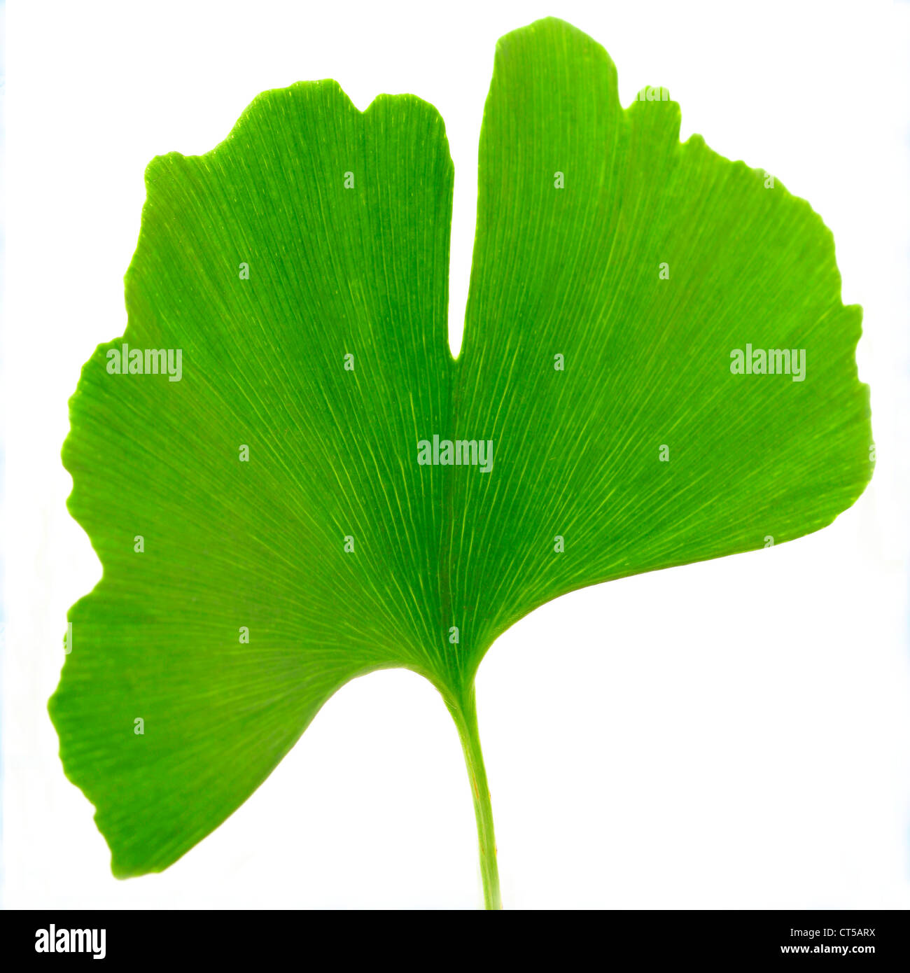 Il GINKGO BILOBA LEAF Foto Stock