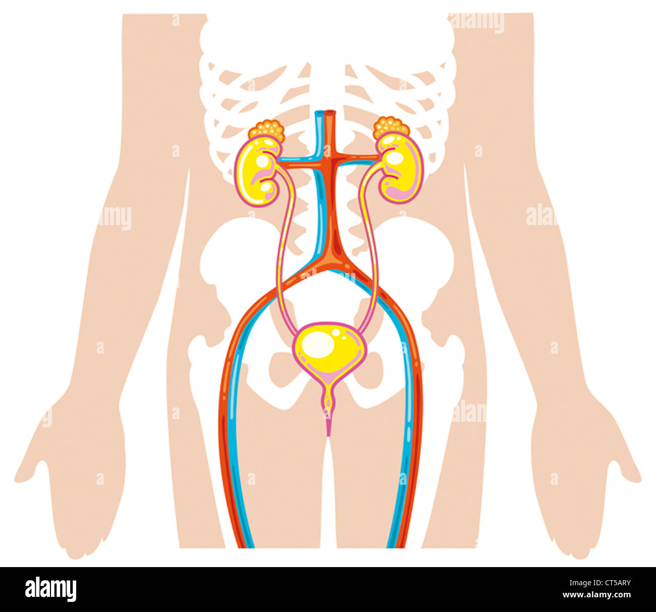 Il sistema urinario, disegno Foto Stock