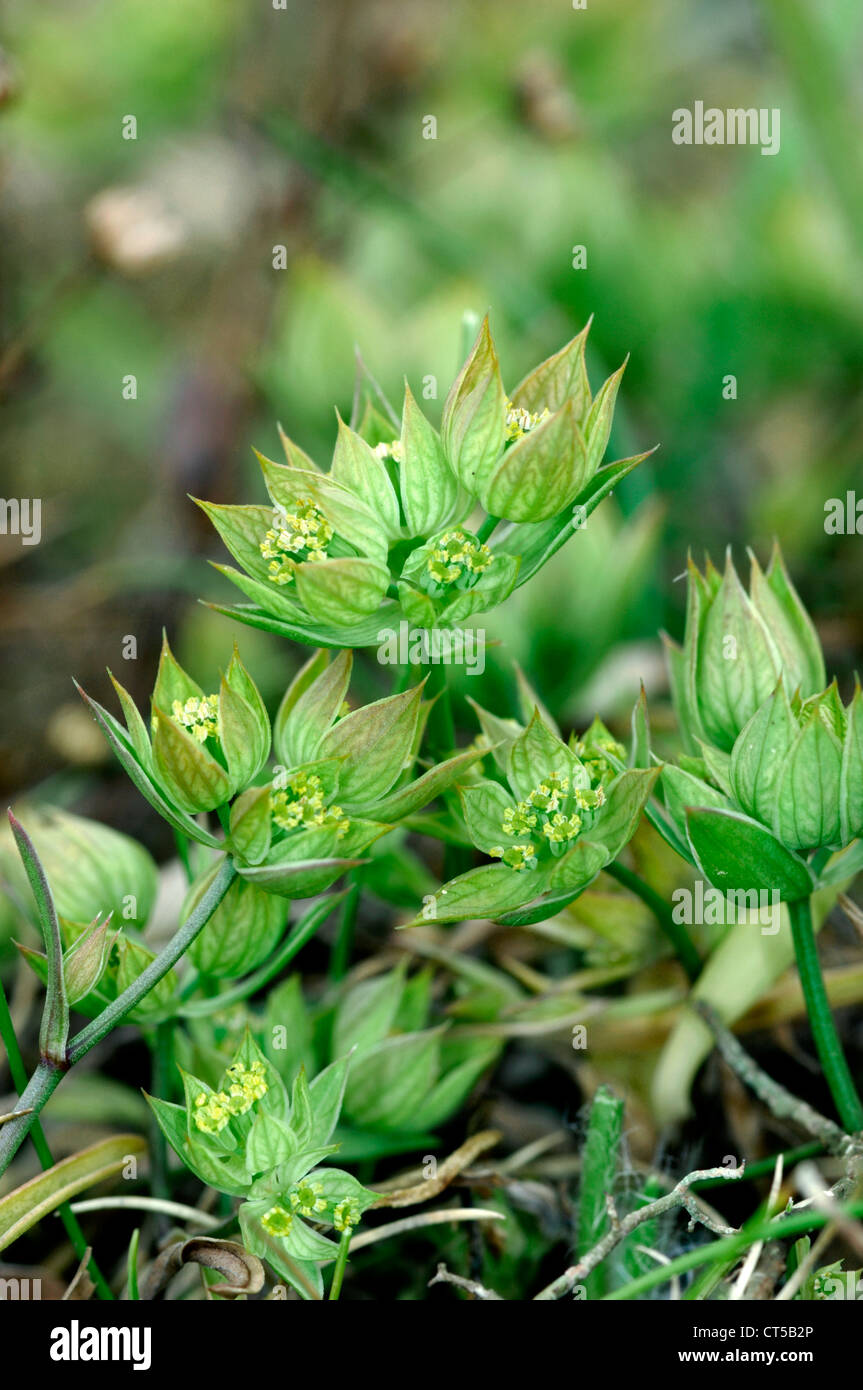 Piccola lepre è-orecchio Bupleurum baldense Foto Stock