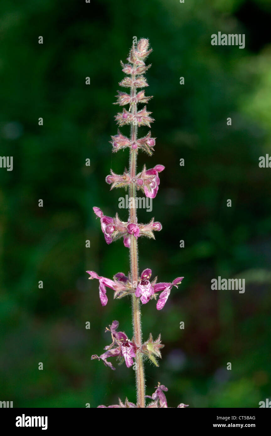 Pflanze stachys sylvatica immagini e fotografie stock ad alta