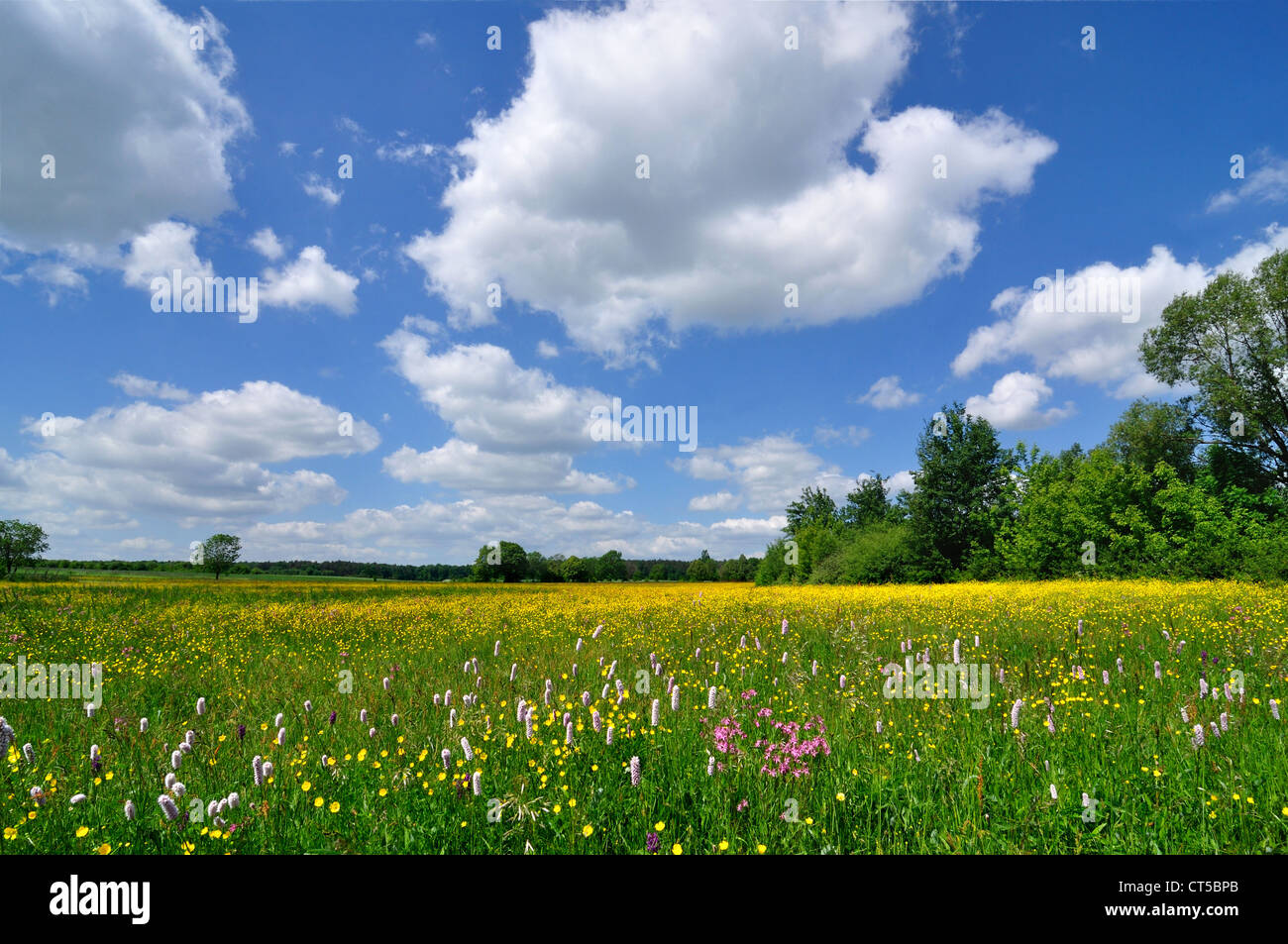 Paesaggio di primavera - prato pieno di fiori e cielo blu Foto Stock