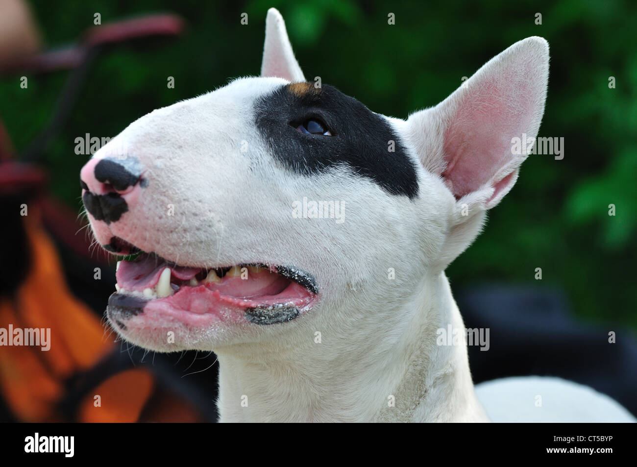 Ritratto di bull terrier cane sulla conformazione visualizza Foto Stock