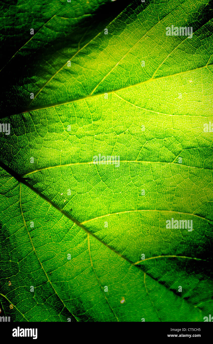Verde foglia macro sfondo texture con spazio per il testo o l'immagine. Foto Stock