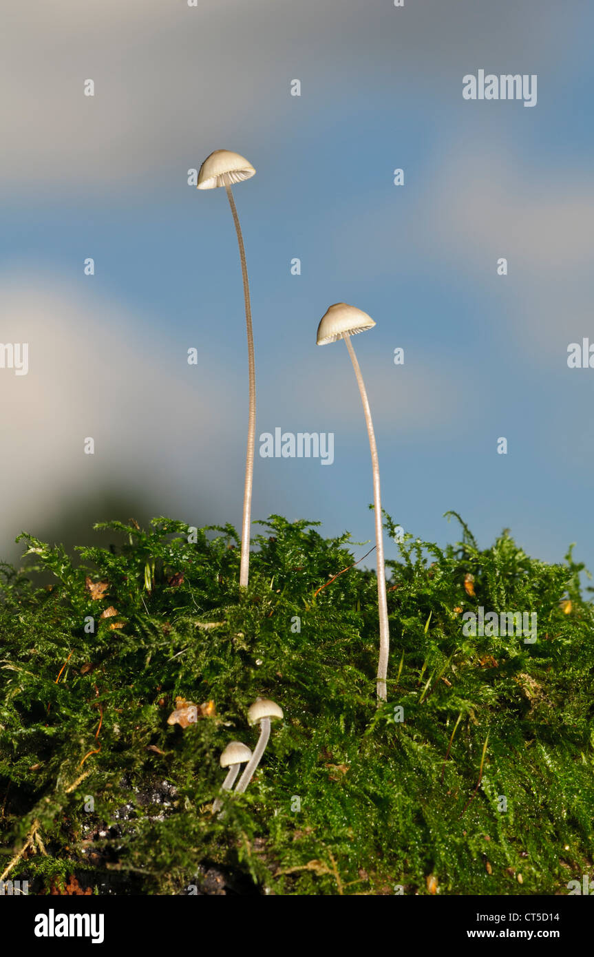 Mycena pearsoniana funghi che crescono in moss a Sevenoaks riserva faunistica, Kent. Settembre. Foto Stock