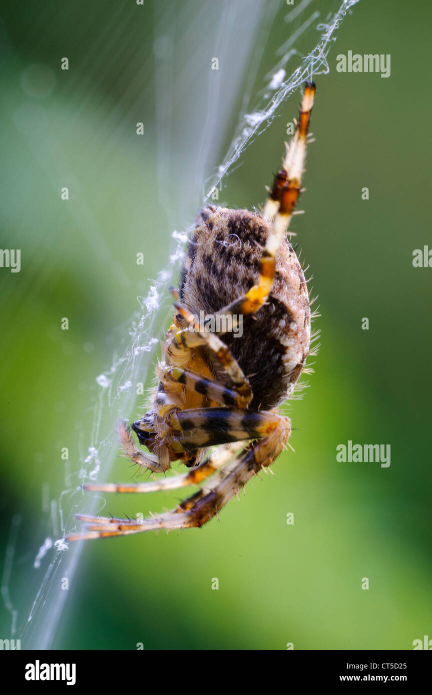 Una femmina di giardino spider (Araneus diadematus) nel centro della sua web, in un giardino in Belvedere, Kent. Settembre. Foto Stock