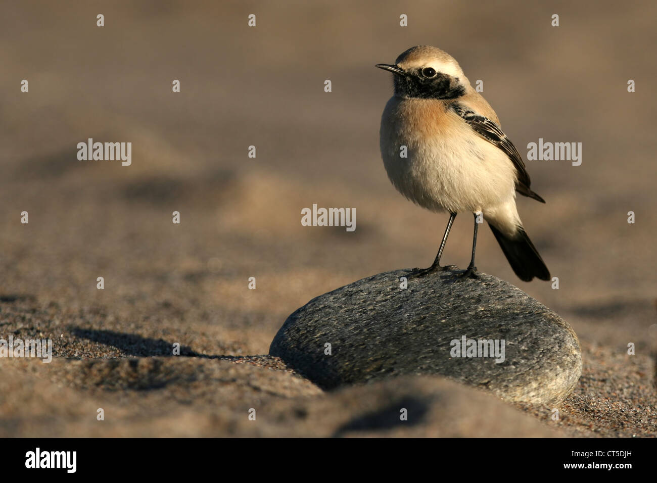 Deserto culbianco (Oenanthe deserti) prese in Girdleness, Aberdeenshire, Scozia. Un raro uccello in visita per questa parte del mondo Foto Stock