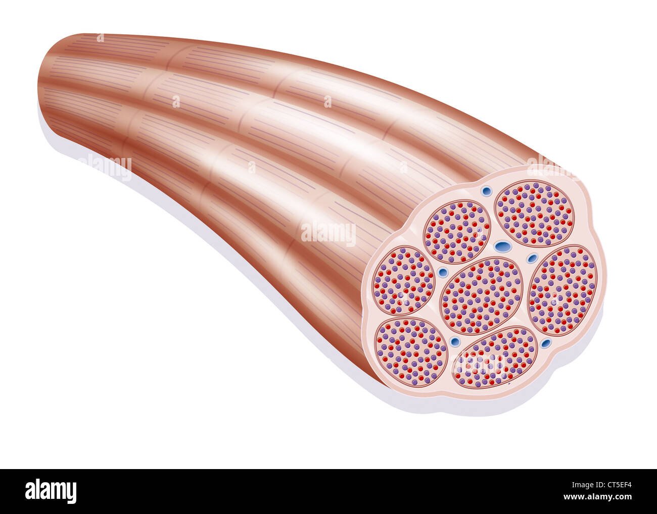 Il muscolo scheletrico, illustrazione Foto Stock