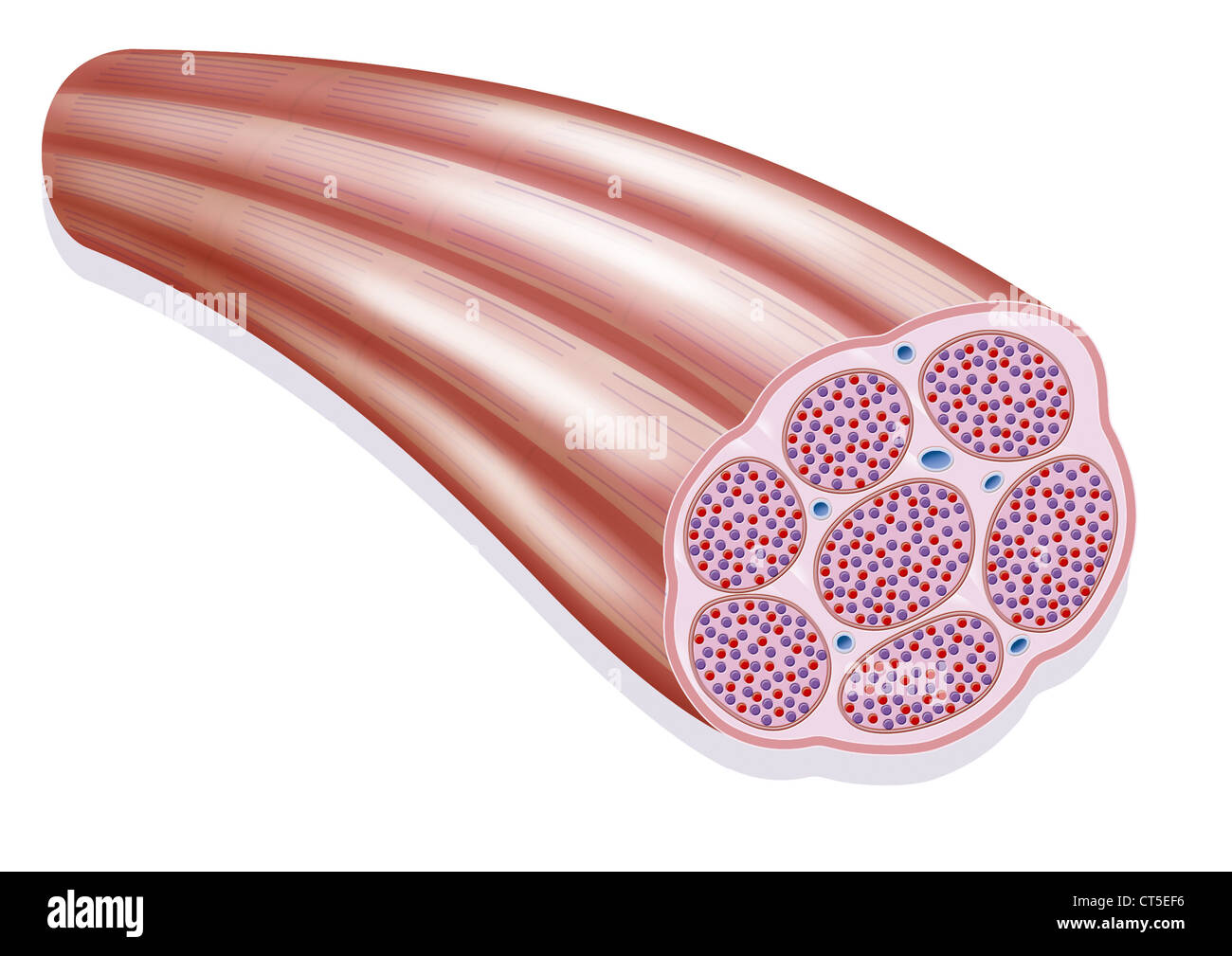 Il muscolo scheletrico, illustrazione Foto Stock