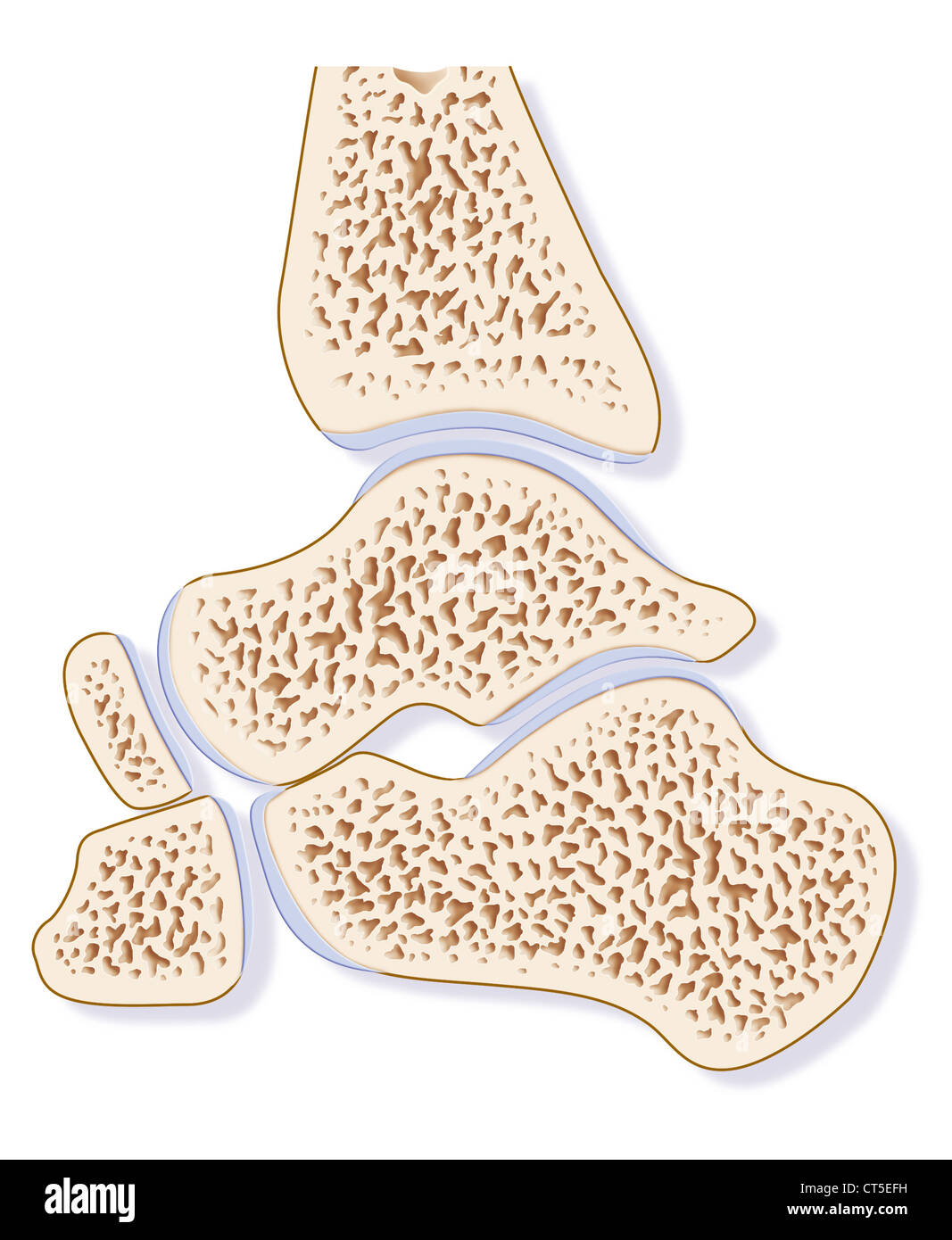 DISEGNO DI CAVIGLIA Foto Stock