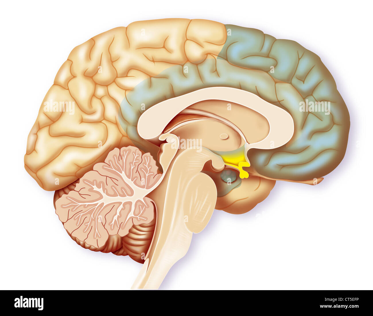 ILLUSTRAZIONE DEL CERVELLO Foto Stock