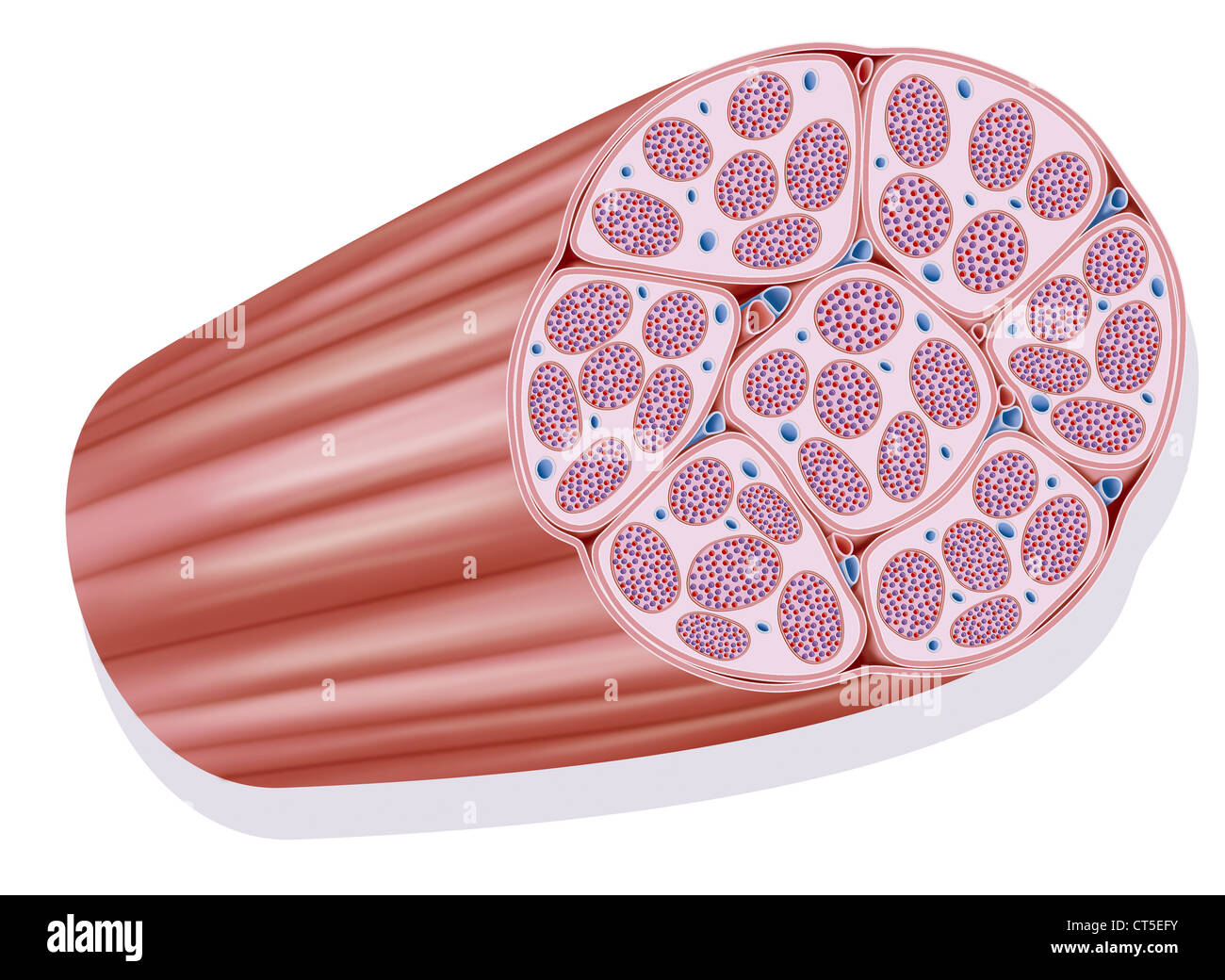 Il muscolo scheletrico, illustrazione Foto Stock