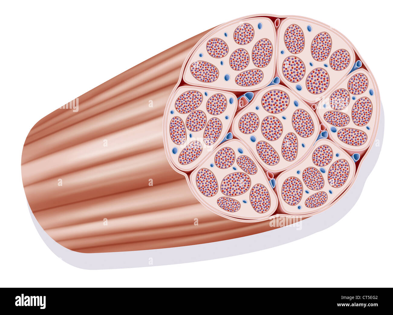 Il muscolo scheletrico, illustrazione Foto Stock