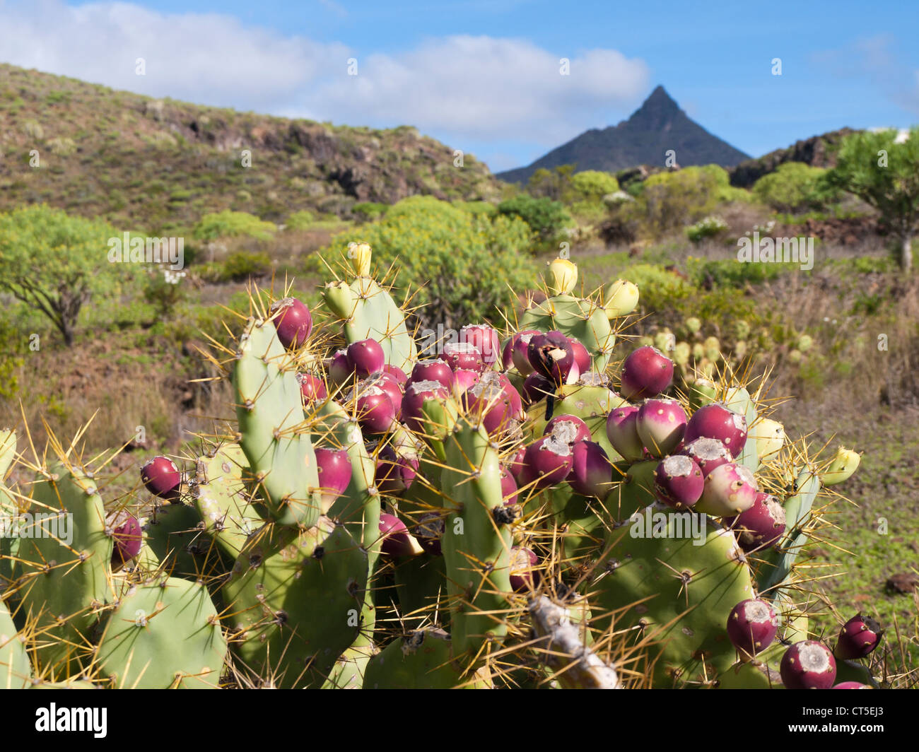 Ficodindia cactus di fronte alla montagna Roque del Conde nel sud di Tenerife Spagna vicino a Playa de las Americas Foto Stock