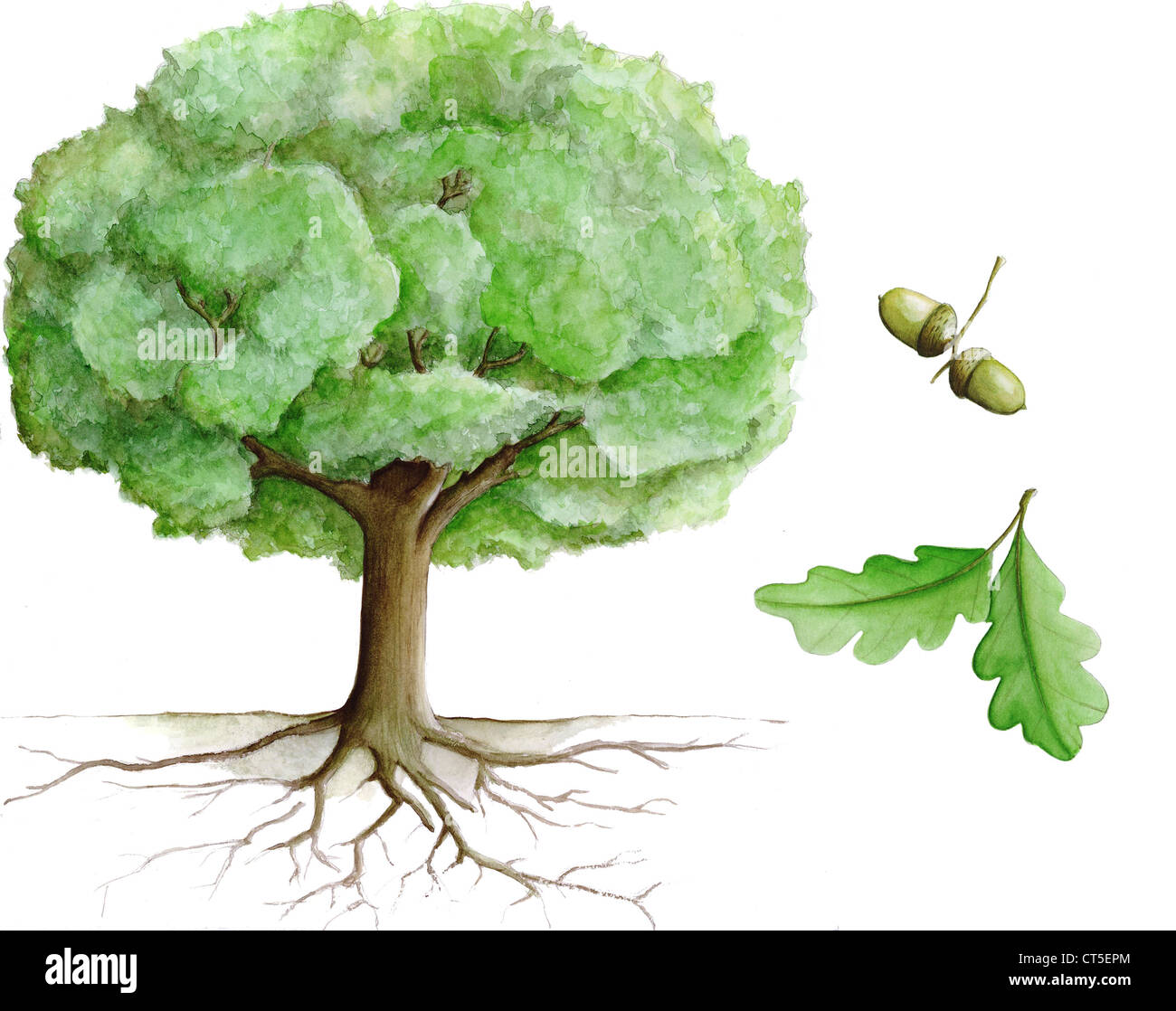 Albero di quercia, illustrazione Foto Stock