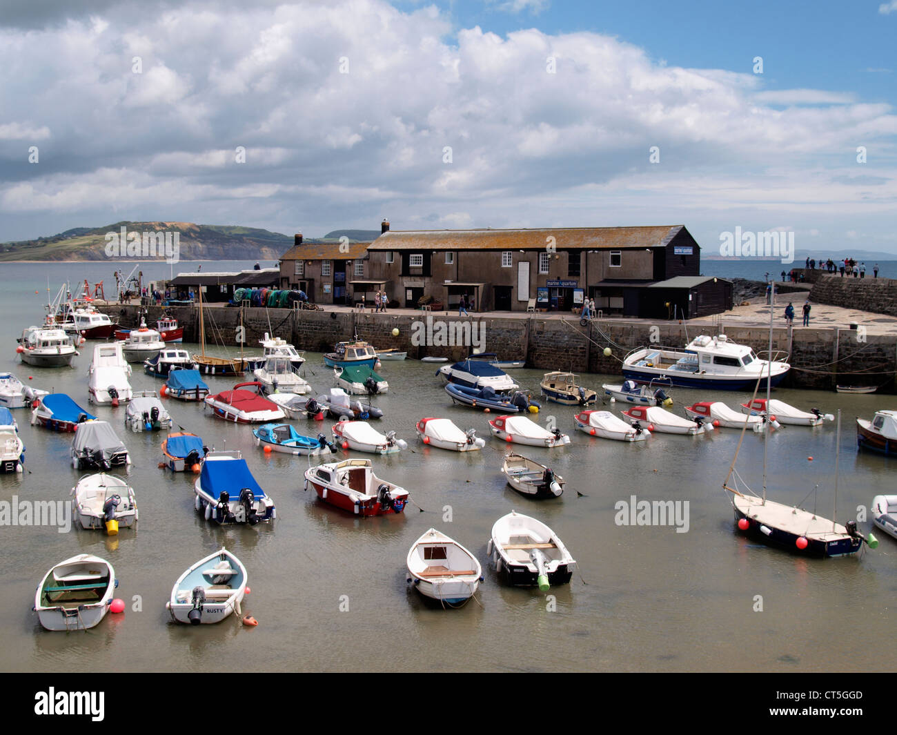 Lyme Regis Marine Aquarium, Dorset, Regno Unito Foto Stock