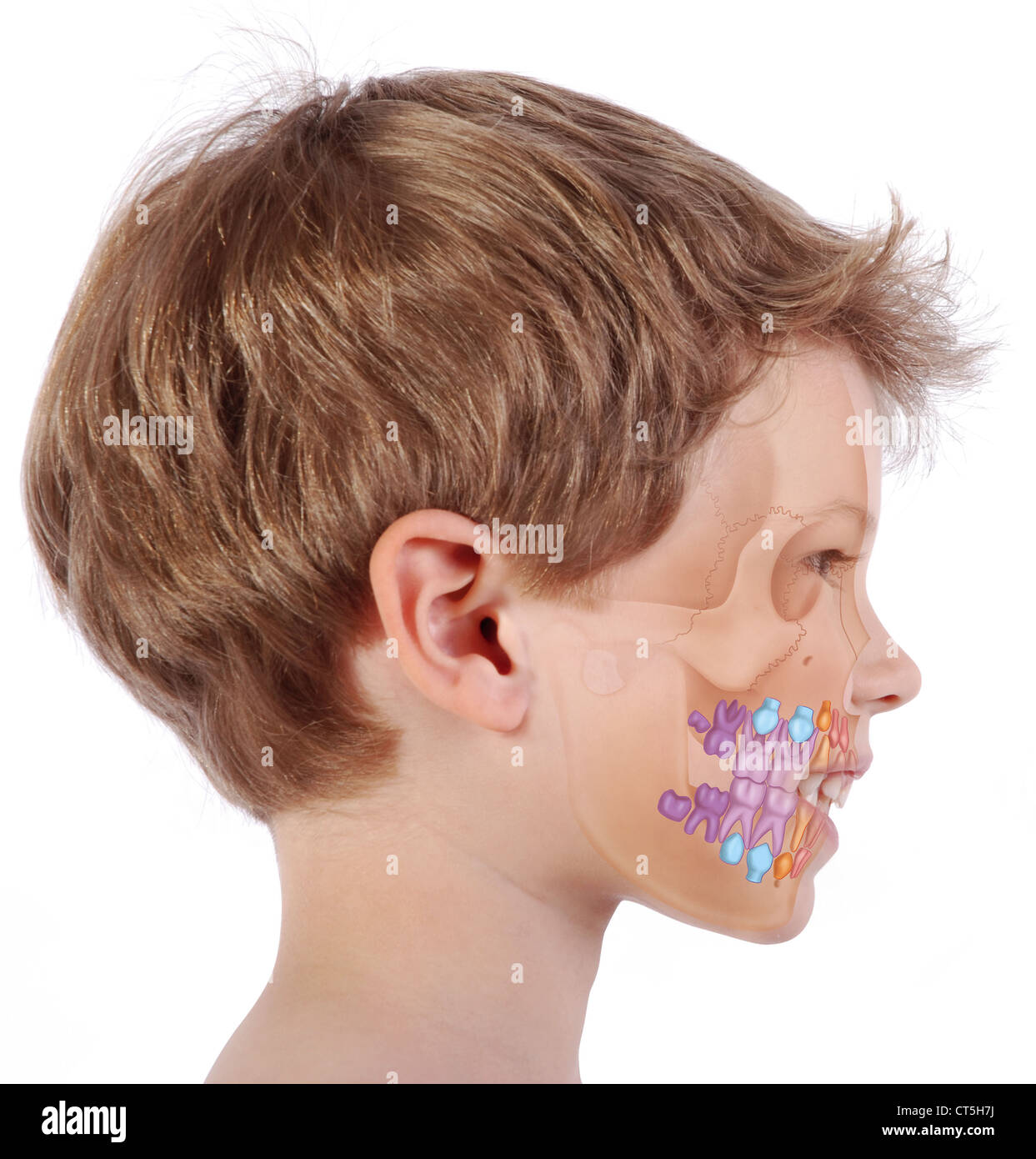 Dente di latte, disegno Foto Stock