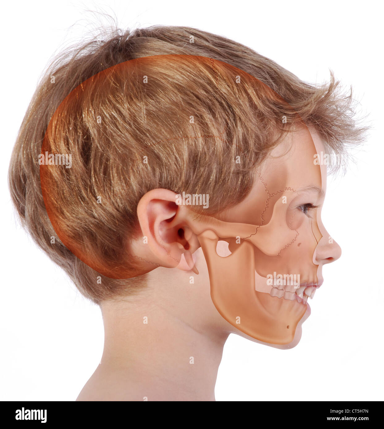 CRANIO, DISEGNO Foto Stock