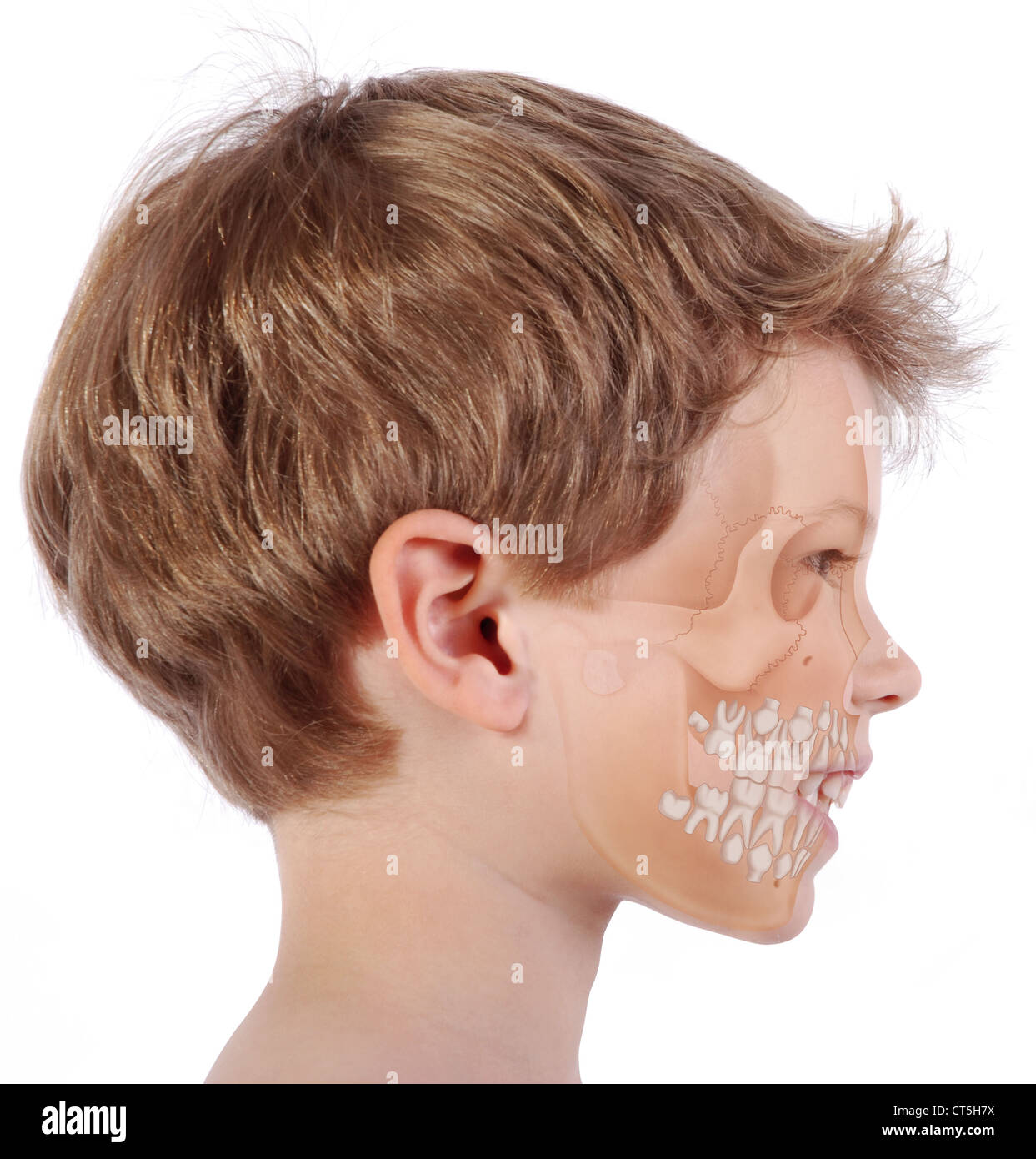 Dente di latte, disegno Foto Stock