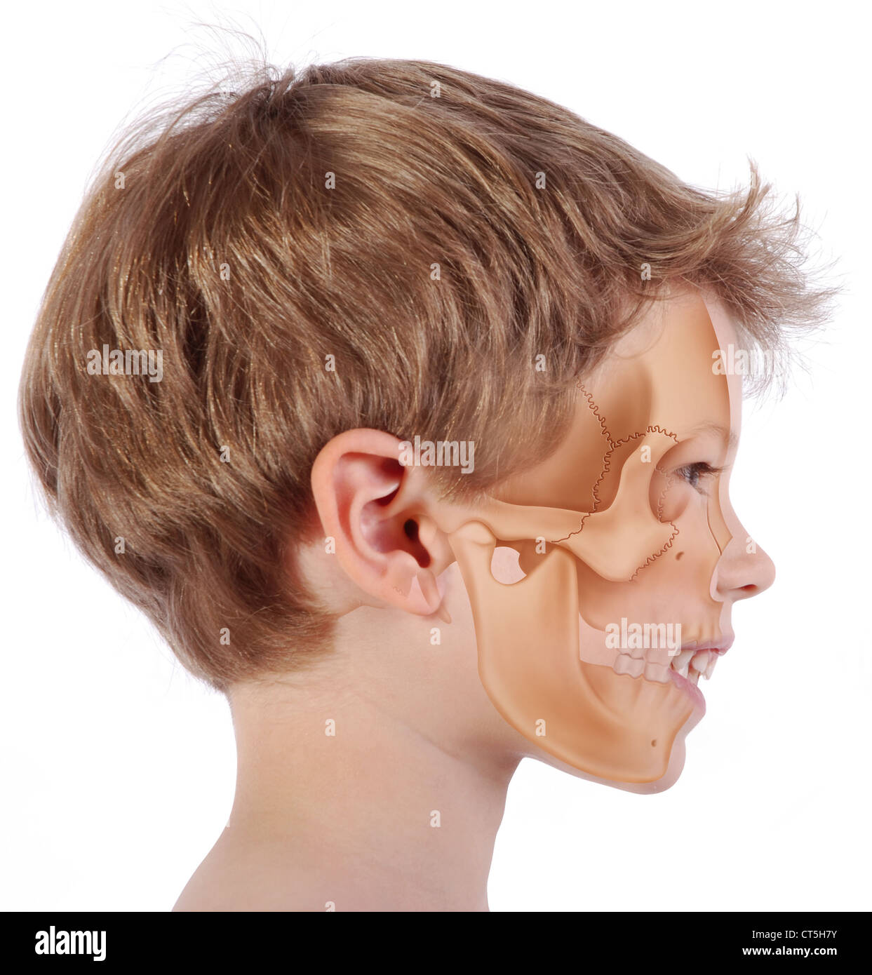 CRANIO, DISEGNO Foto Stock