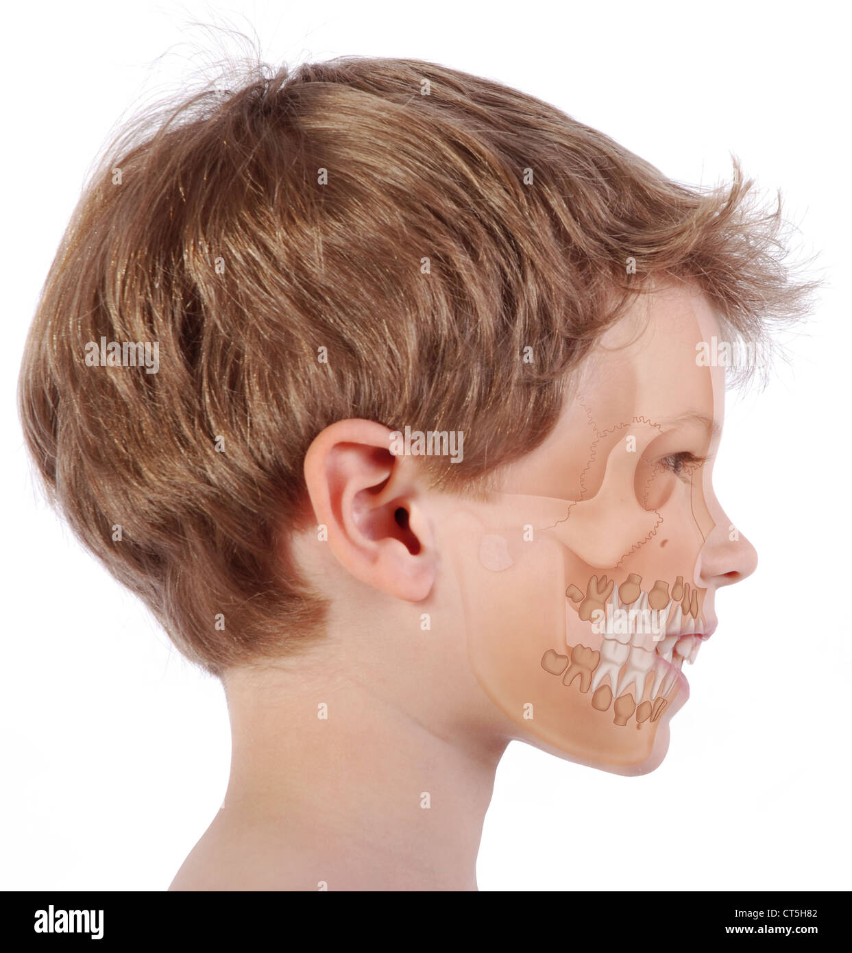 Dente di latte, disegno Foto Stock