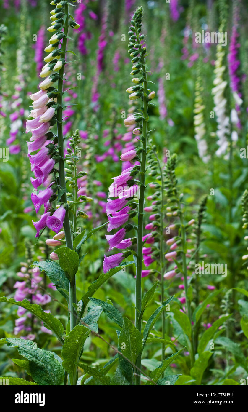 Viola e bianco Foxgloves comune (Digitalis purpurea), chiamato anche viola Foxglove o Lady del guanto Foto Stock