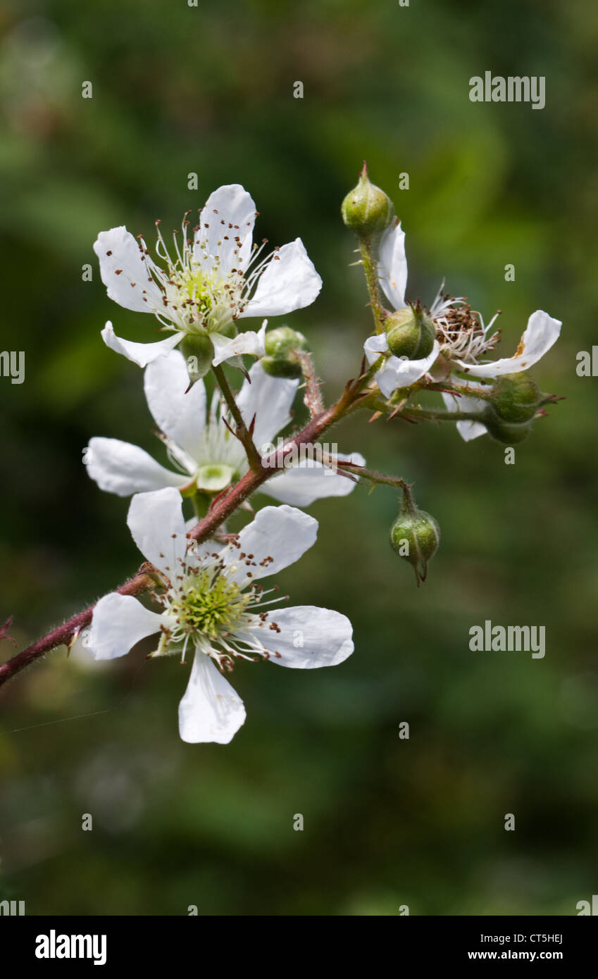 Bianco Fiori e boccioli di un Blackberry (Rubus) Foto Stock