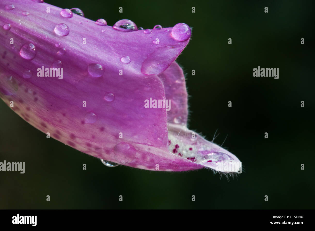 Foxglove comune (Digitalis purpurea), chiamato anche viola Foxglove o Lady del guanto, coperto con gocce di rugiada. Foto Stock
