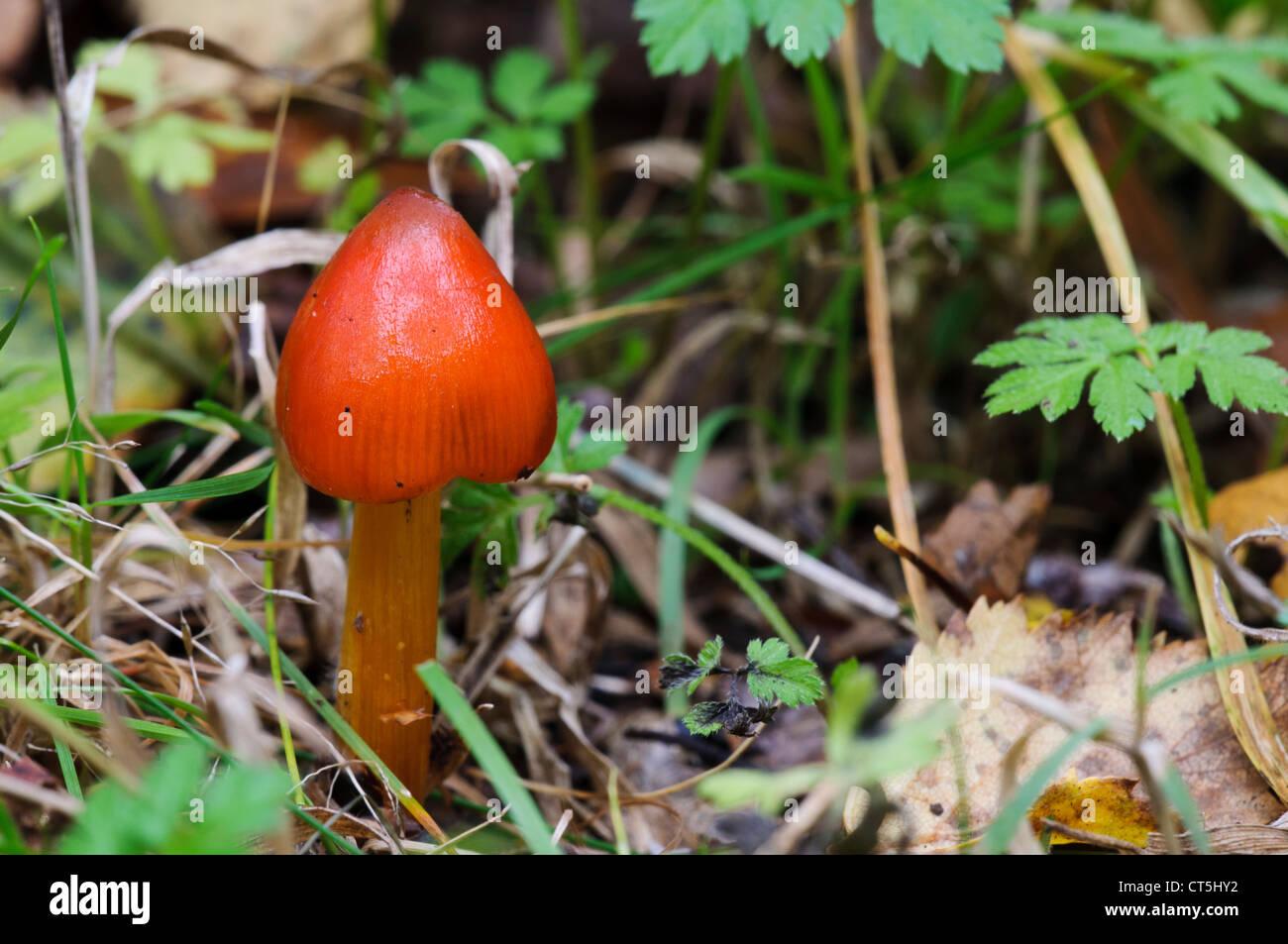 Un annerimento waxcap (Hygrocybe conica) cresce in Clumber Park, Nottinghamshire. Ottobre. Foto Stock