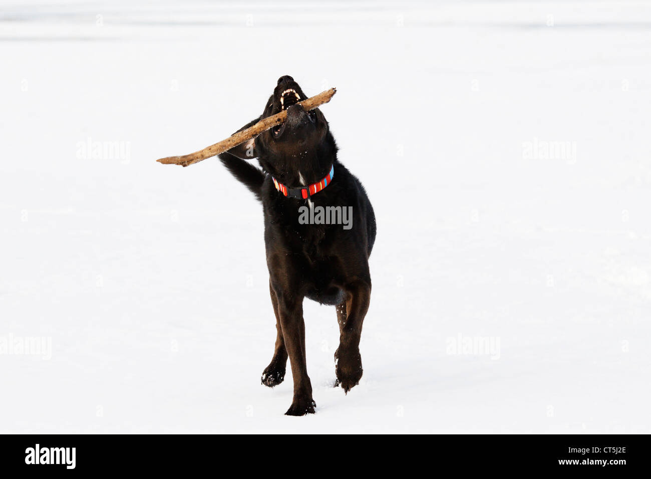 Un nero pastore australiano / Labrador mix giocando fetch con un bastone nella neve. Foto Stock