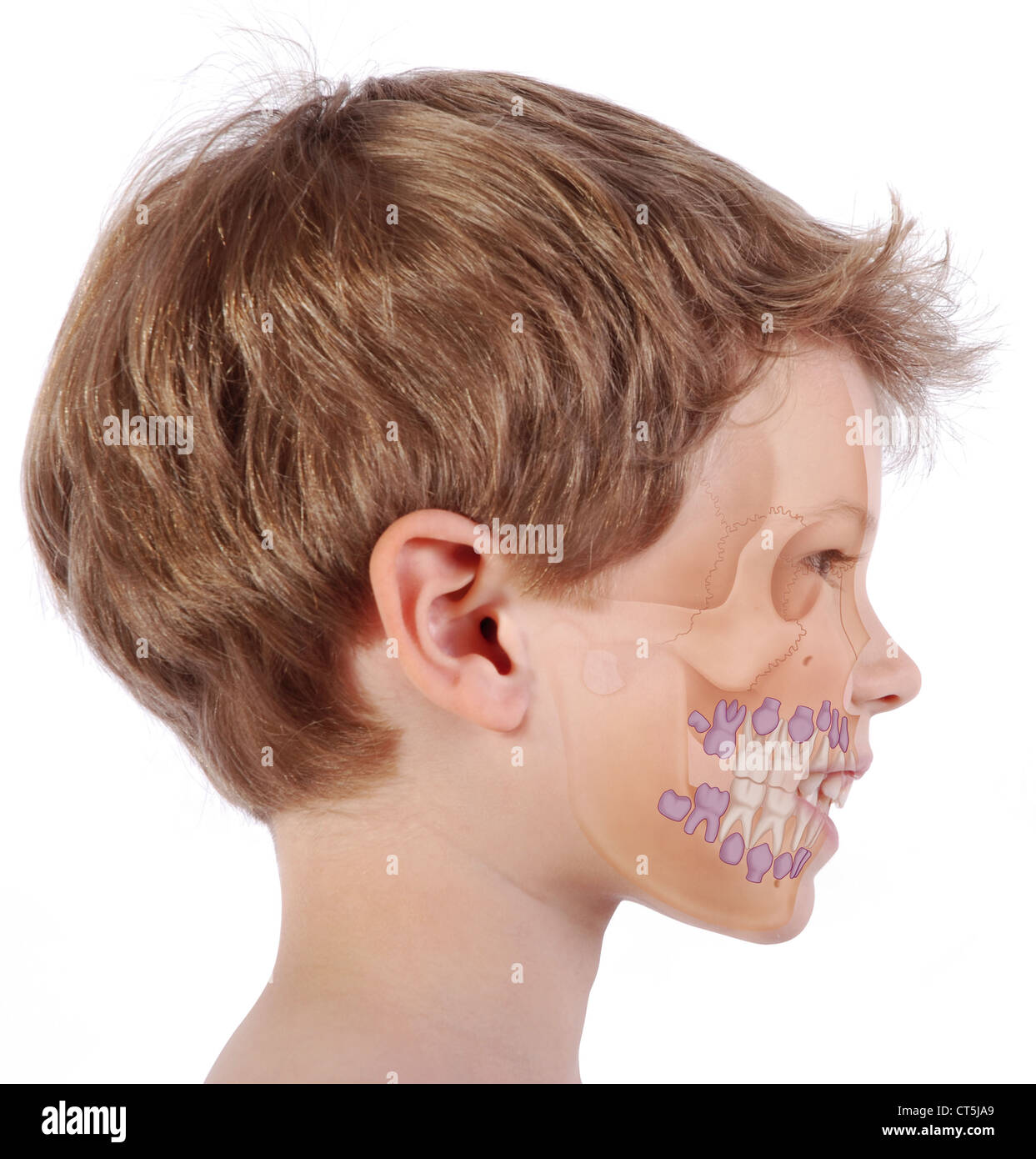 Dente di latte, disegno Foto Stock