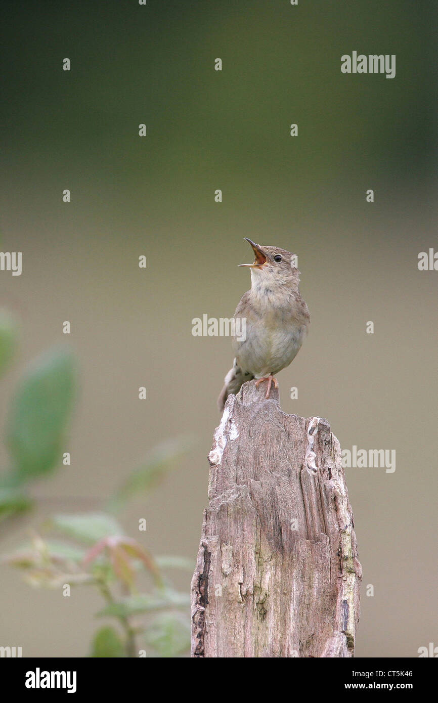GRASSHOPPER trillo Foto Stock