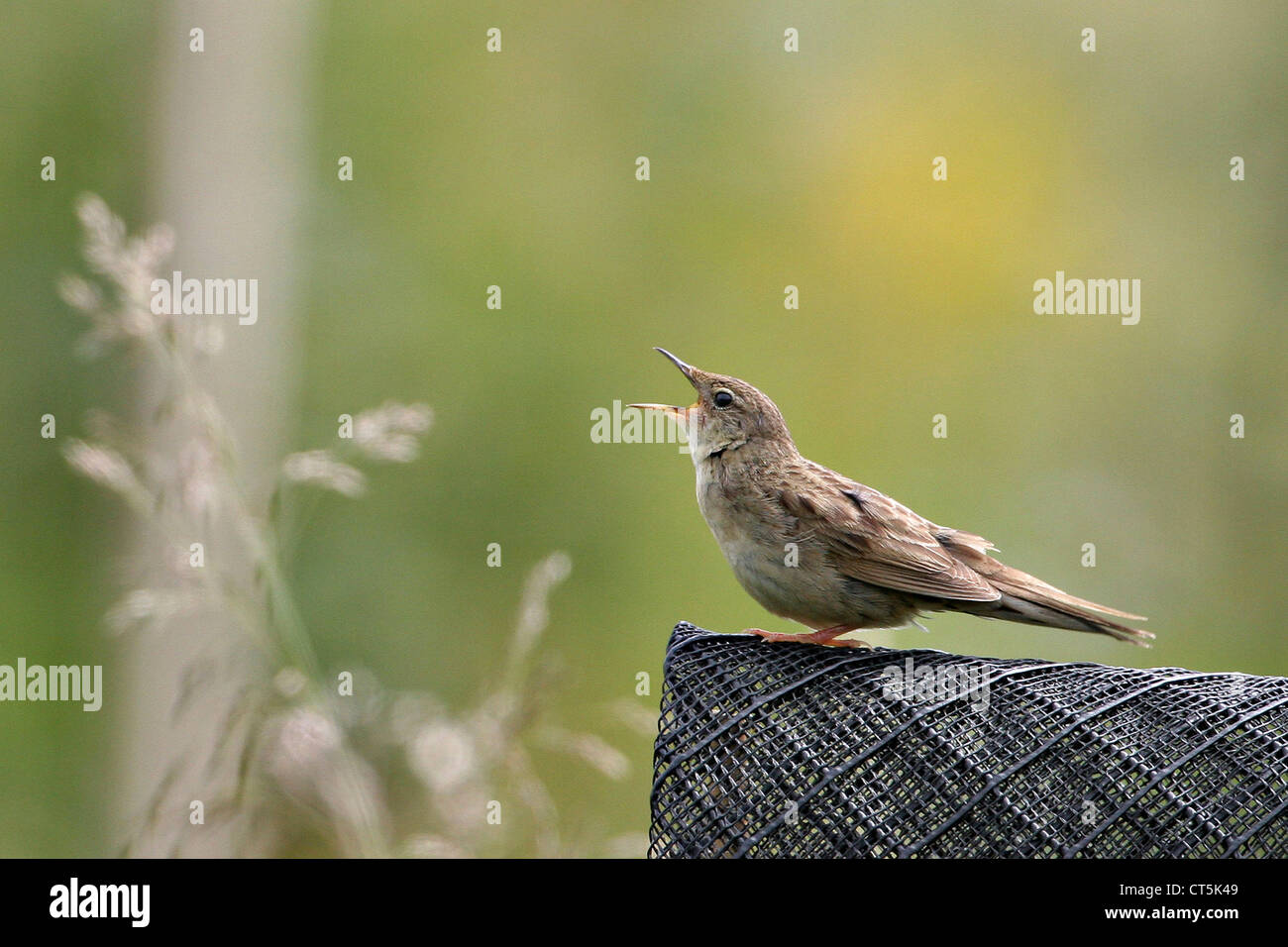 GRASSHOPPER trillo Foto Stock