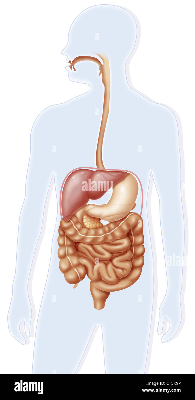 Sistema digestivo, illustrazione Foto Stock