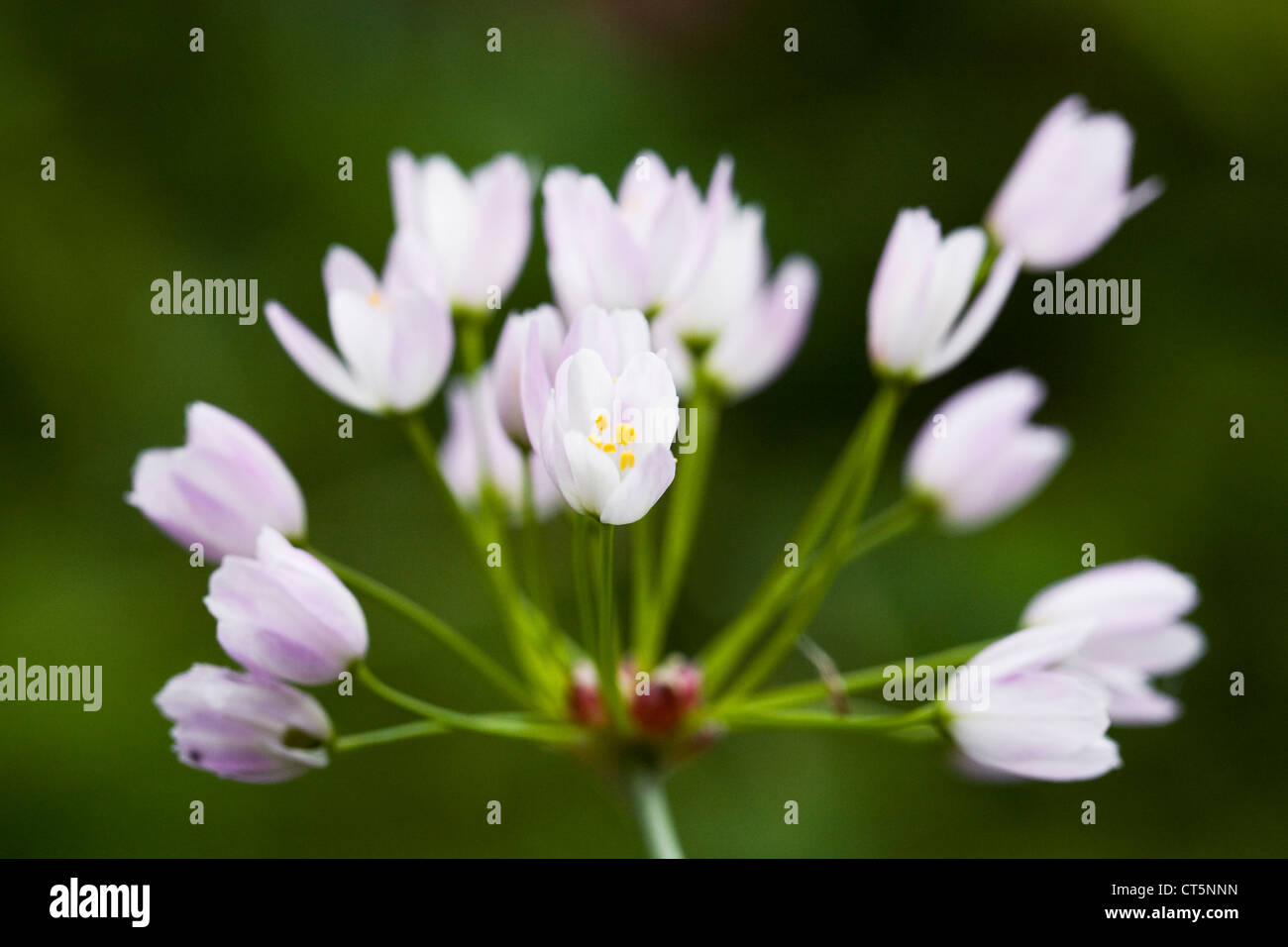 Allium roseum in un giardino inglese. Rosy aglio fiorito. Foto Stock