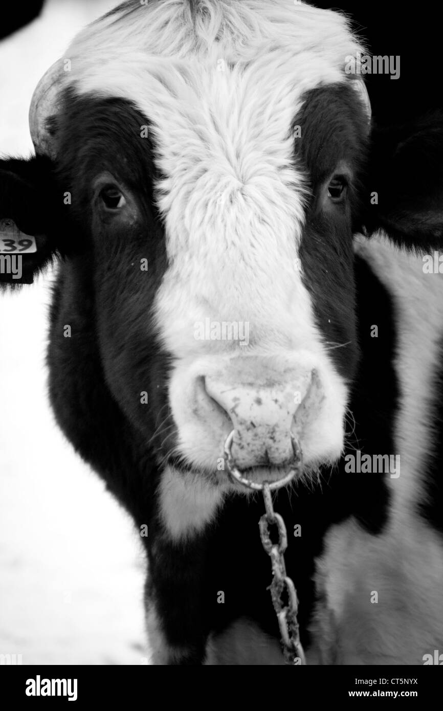 Bedford County Holstein bull con un anello di Bull nel naso per impedire la sua fuga Foto Stock