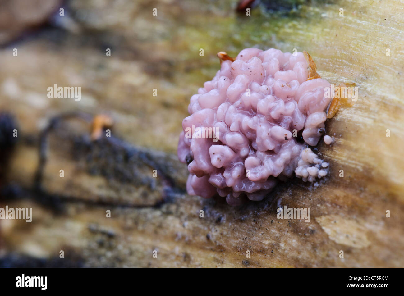 Silverleaf fungo (Chondrostereum purpureum) cresce su legno morto a Sevenoaks riserva faunistica. Dicembre. Foto Stock