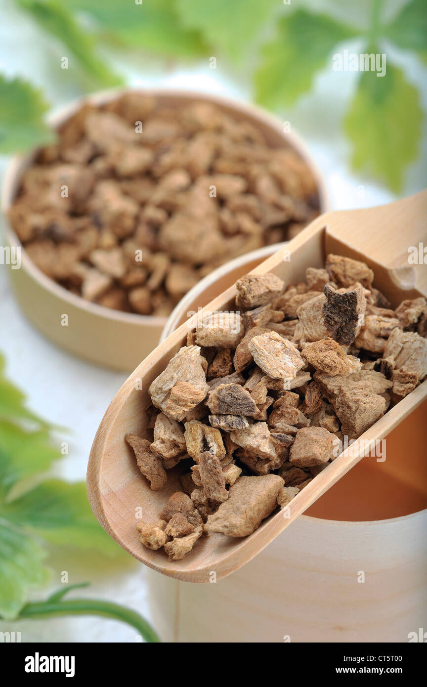 GENZIANA GIALLA Foto Stock