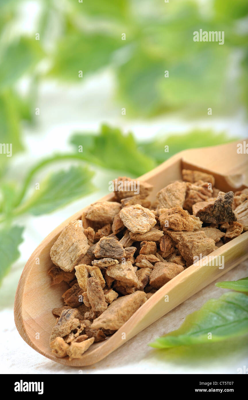 GENZIANA GIALLA Foto Stock