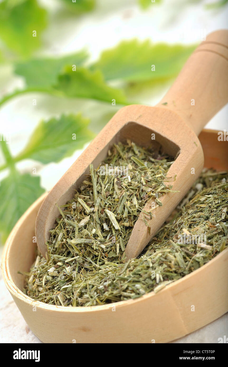 SENAPE SIEPE Foto Stock