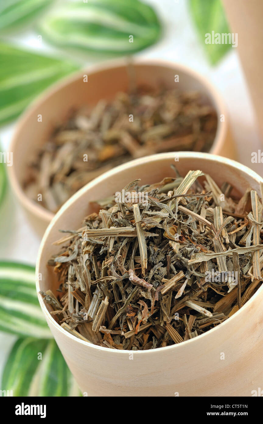 In California il papavero Foto Stock