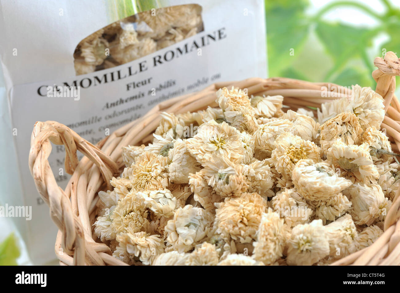 CAMOMILLA ROMANA Foto Stock