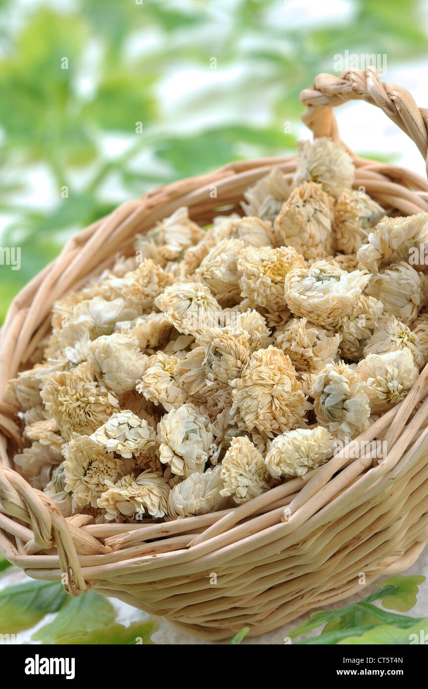 CAMOMILLA ROMANA Foto Stock